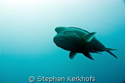 Napoleon wrasse -Cheilinus undulatus- taken at the Dunrav... by Stephan Kerkhofs 